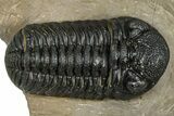 Detailed Phacopid (Morocops) Trilobite - Foum Zguid, Morocco #363149-3